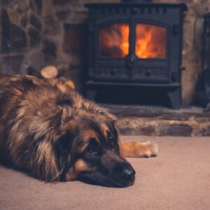 a brown and black dog by a fireplace stove