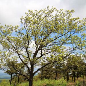 a large tree with green leaves being blown sideways by the wind