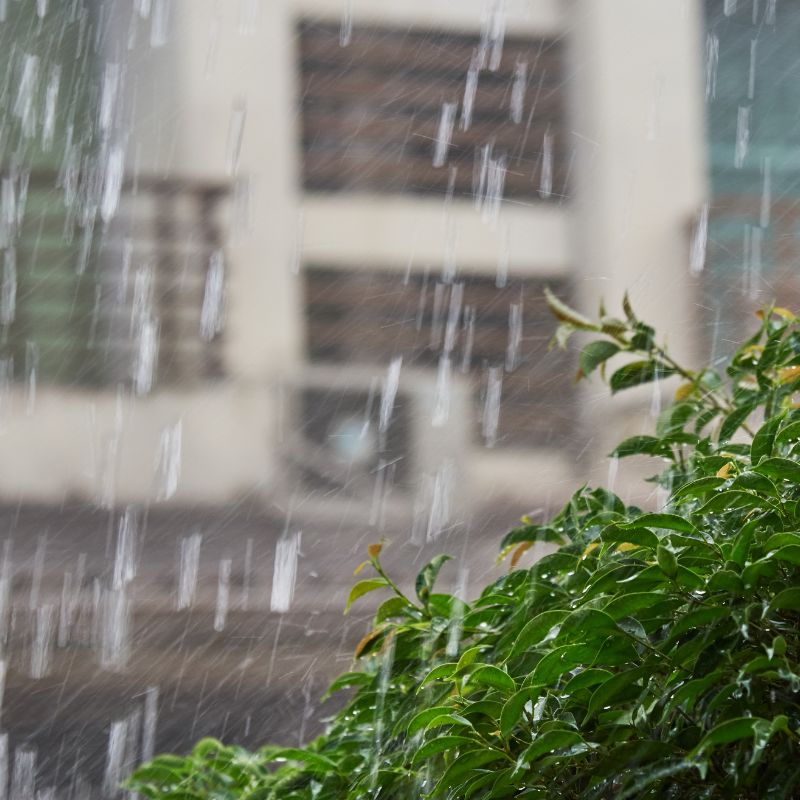 rain coming down in front of a house and by a green bush